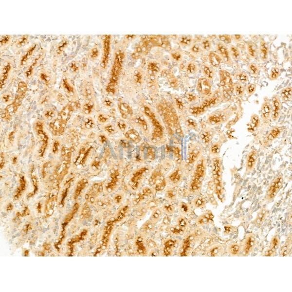 GCHFR Antibody - DF13726 at 1/100 staining Rat kidney tissue by IHC-P.