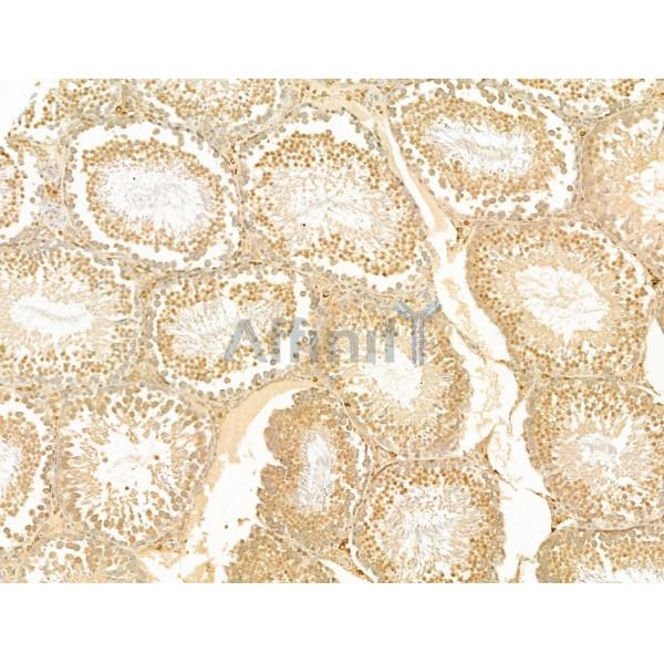 GCHFR Antibody - DF13726 at 1/100 staining Rat testis tissue by IHC-P.