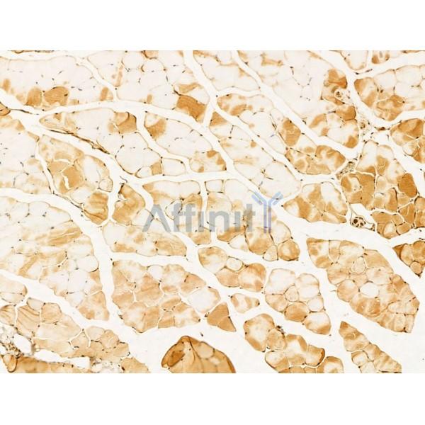 AMELX Antibody - DF13729 at 1/100 staining Mouse muscle tissue by IHC-P.