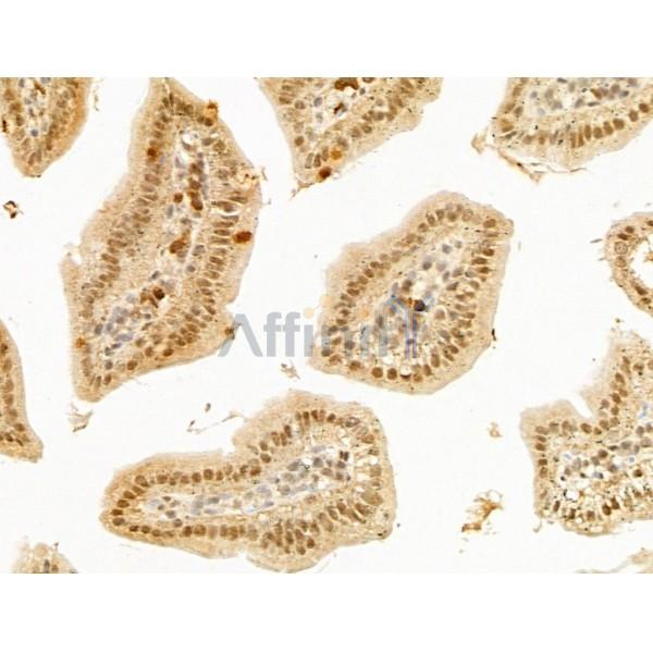 LHX6 Antibody - DF13749 at 1/100 staining Mouse colorectal tissue by IHC-P.