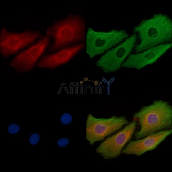 JIP4 Antibody - DF2333 staining Hela cells by IF/ICC.