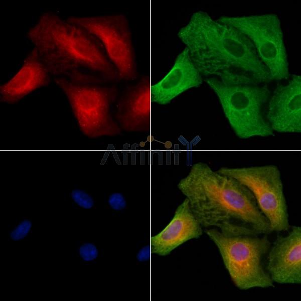 GRIP1 Antibody - DF2500 staining A549 cells by IF/ICC.