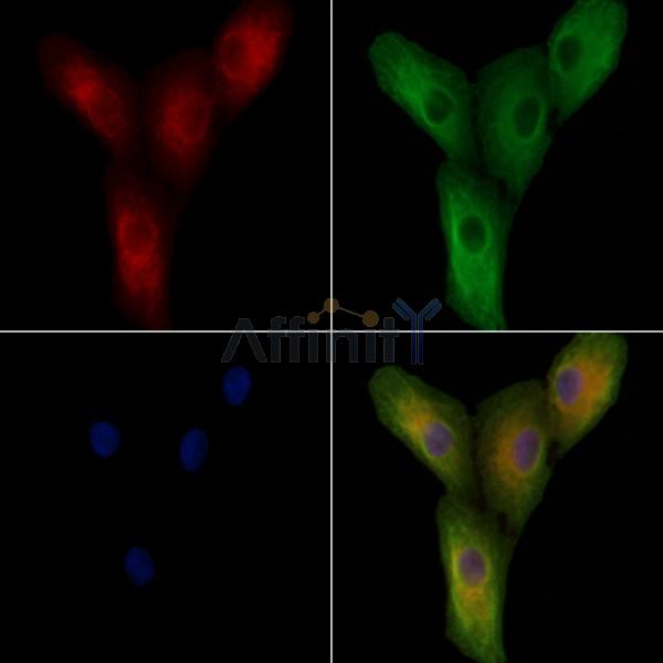 HSPA12A Antibody - DF2501 staining A549 cells by IF/ICC.