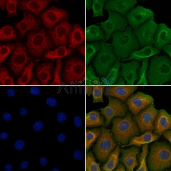 AS250 Antibody - DF3518 staining Hela cells by IF/ICC.