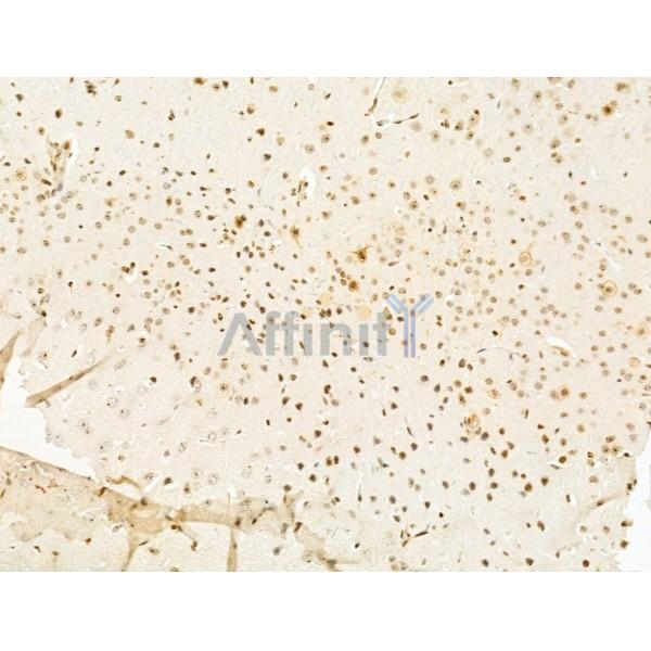 MNDA Antibody - DF4191 at 1/100 staining Mouse brain tissue by IHC-P.