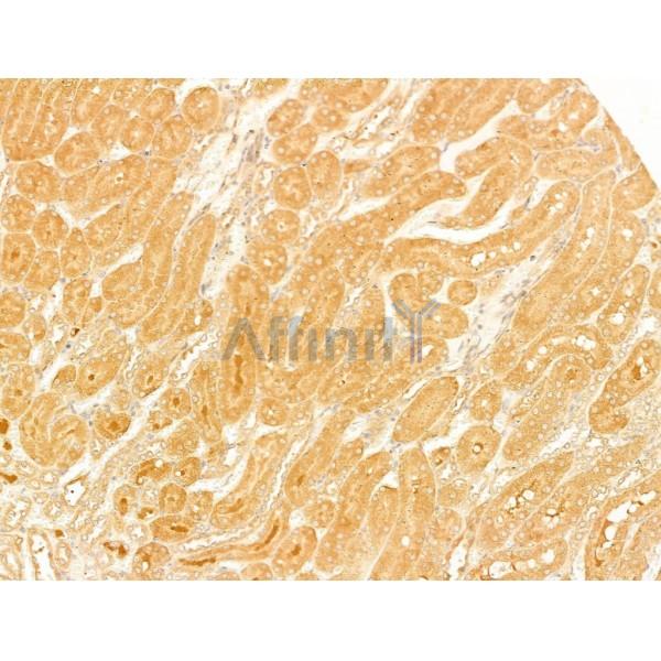 SLC30A4 Antibody - DF4633 at 1/100 staining Rat kidney tissue by IHC-P.