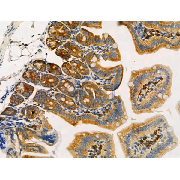 TRAM2 Antibody - DF8241 at 1/100 staining Mouse colorectal tissue by IHC-P.
