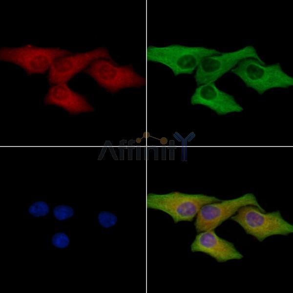 HYOU1 Antibody - DF8329 staining Hela cells by IF/ICC.