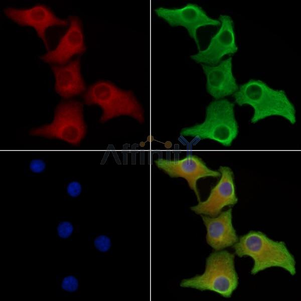 GDF1 Antibody - DF8345 staining Hela cells by IF/ICC.