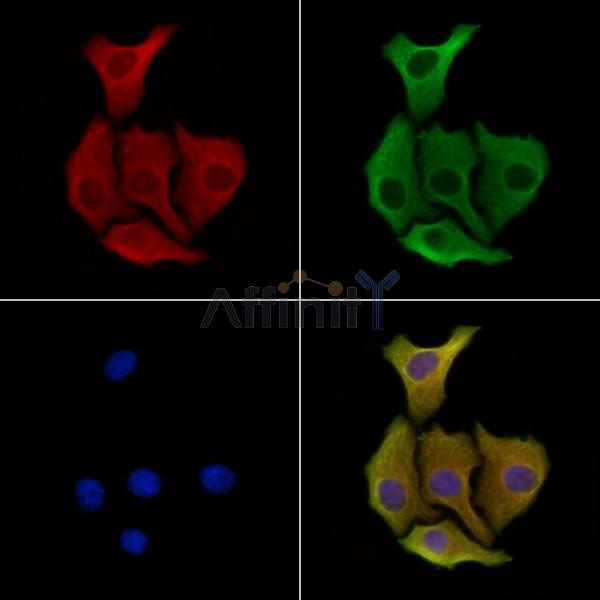 C1QTNF2 Antibody - DF8355 staining Hela cells by IF/ICC.
