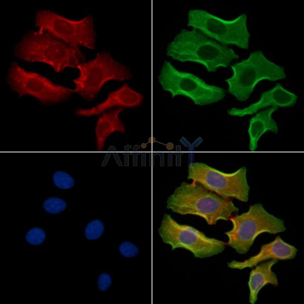 EBI3 Antibody - DF8363 staining Hela cells by IF/ICC.