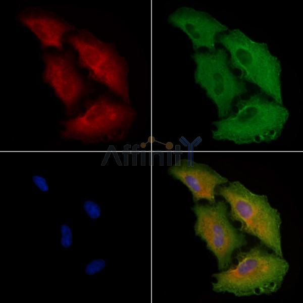 eEF1B2 Antibody - DF8537 staining A549 cells by IF/ICC.