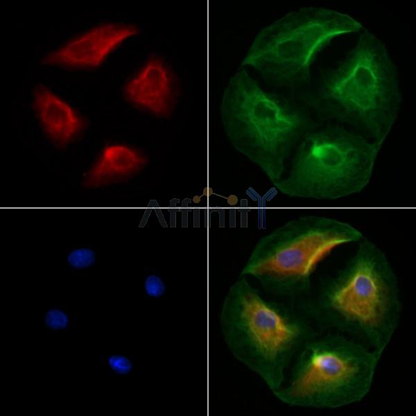Nav1.6/SCN8A Antibody - DF8577 staining A549 cells by IF/ICC.