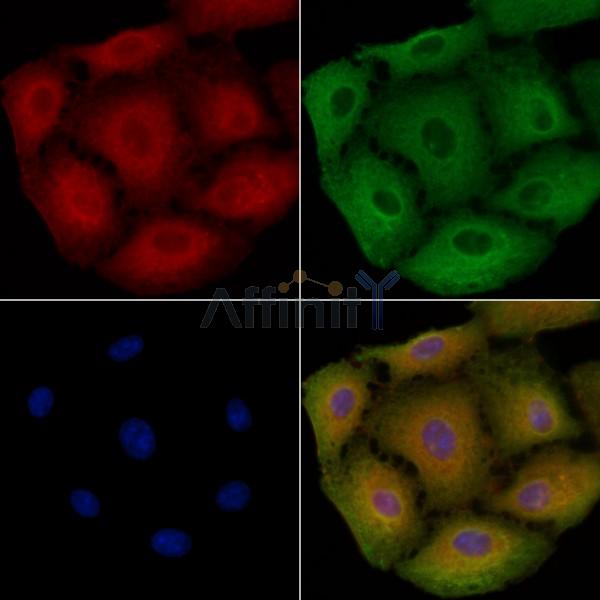 OR2A25 Antibody - DF8690 staining A549 cells by IF/ICC.