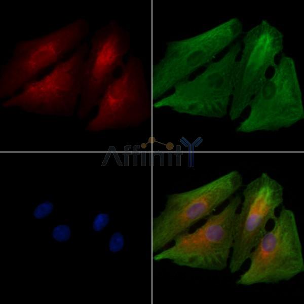 OR5H1 Antibody - DF8699 staining A549 cells by IF/ICC.