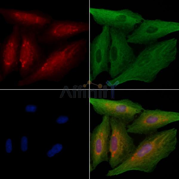 OR5M3 Antibody - DF8701 staining A549 cells by IF/ICC.