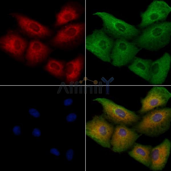 OR5V1 Antibody - DF8702 staining A549 cells by IF/ICC.