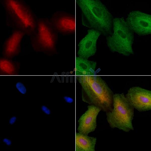 OR7C2 Antibody - DF8703 staining A549 cells by IF/ICC.