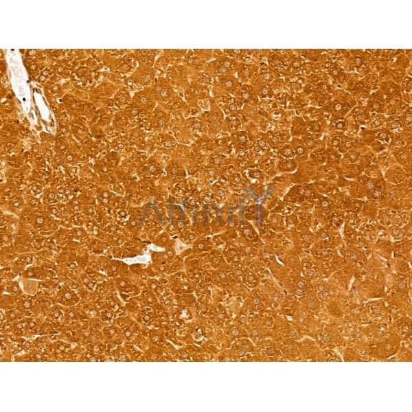 MRP Antibody - DF8801 at 1/100 staining Mouse liver tissue by IHC-P.