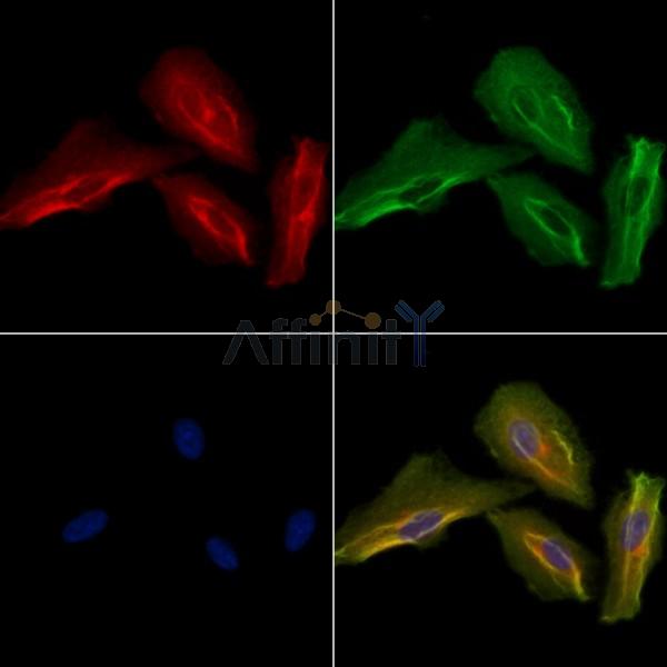 Cytochrome P450 27C1 Antibody - DF8922 staining A549 cells by IF/ICC.