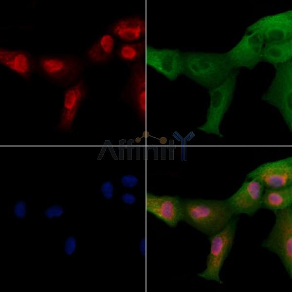 NEUROD4 Antibody - DF9689 staining A549 cells by IF/ICC.