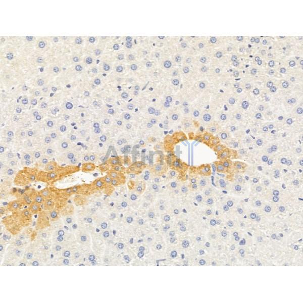 PLSCR1 Antibody - DF9754 at 1/100 staining Mouse liver tissue by IHC-P.