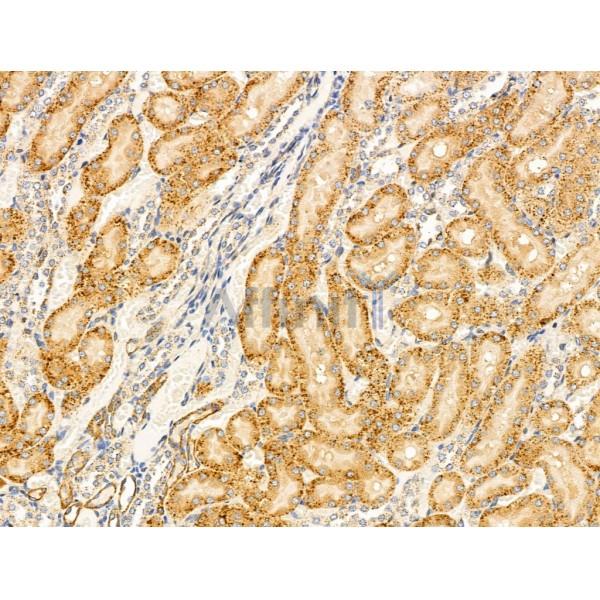 SHANK3 Antibody - DF9901 at 1/100 staining Rat kidney tissue by IHC-P.