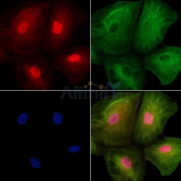 USP17L Antibody - DF9984 staining A549 cells by IF/ICC.