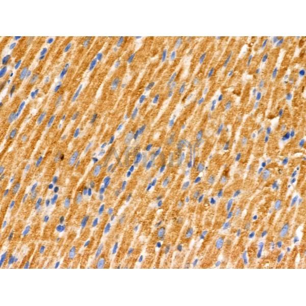 JM4 Antibody - AF0188 at 1/100 staining Rat heart tissue by IHC-P.