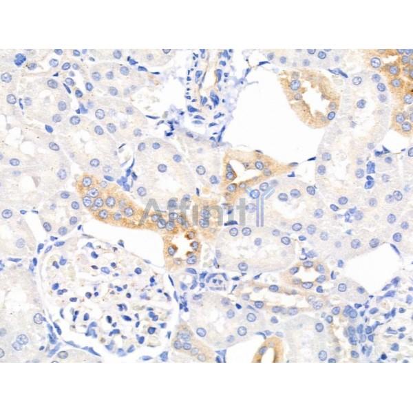 Mammaglobin Antibody - AF0202 at 1/100 staining Rat kidney tissue by IHC-P.