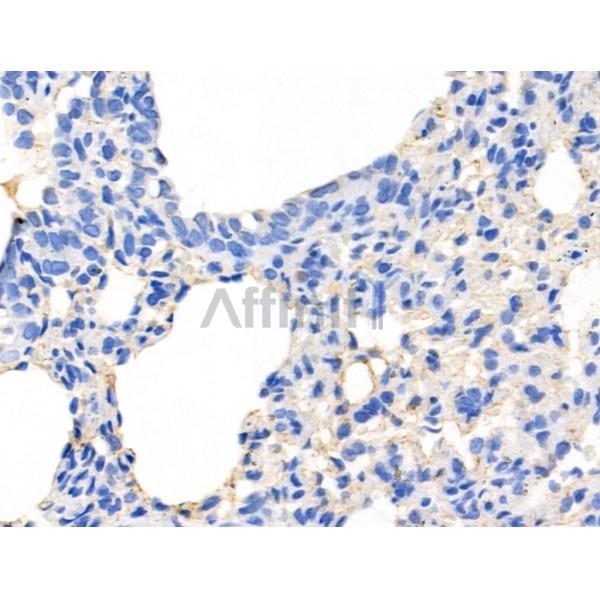 Mammaglobin Antibody - AF0202 at 1/100 staining Rat lung tissue by IHC-P.
