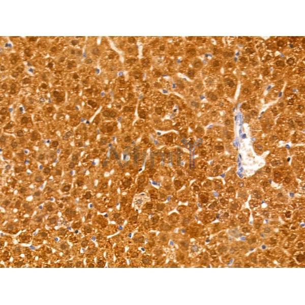 MMP8 Antibody - AF0219 at 1/100 staining Mouse liver tissue by IHC-P.