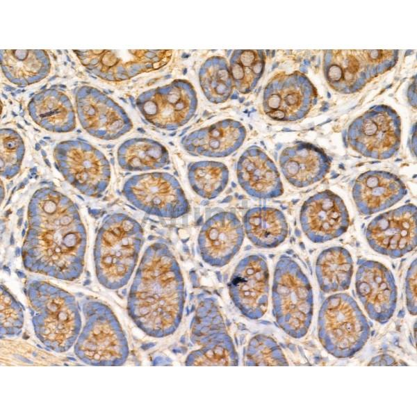 TRIM16 Antibody - AF0352 at 1/100 staining Rat stomach tissue by IHC-P.