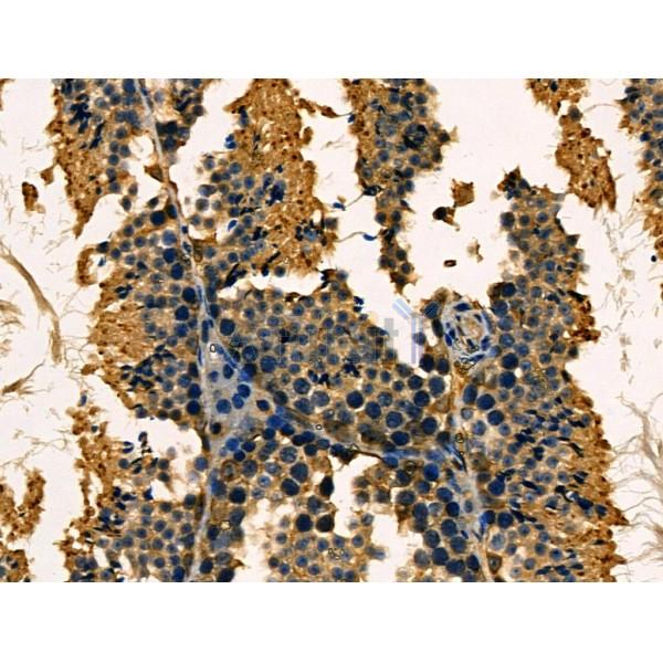 NXF1 Antibody - AF0375 at 1/100 staining Mouse testis tissue by IHC-P.