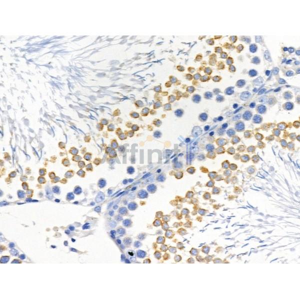 RNF144A Antibody - AF0657 at 1/100 staining Rat testis tissue by IHC-P.