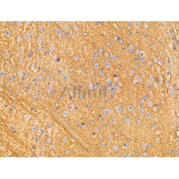 RNF144A Antibody - AF0657 at 1/100 staining Mouse brain tissue by IHC-P.
