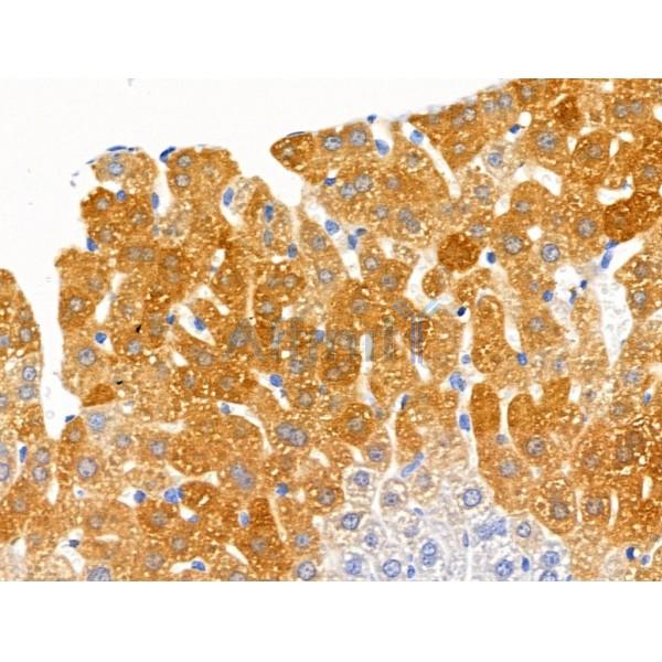 GAD1/2 Antibody - AF0711 at 1/100 staining Mouse liver tissue by IHC-P.