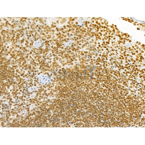 Histone H2B Antibody - AF0873 at 1/100 staining Mouse spleen tissue by IHC-P.