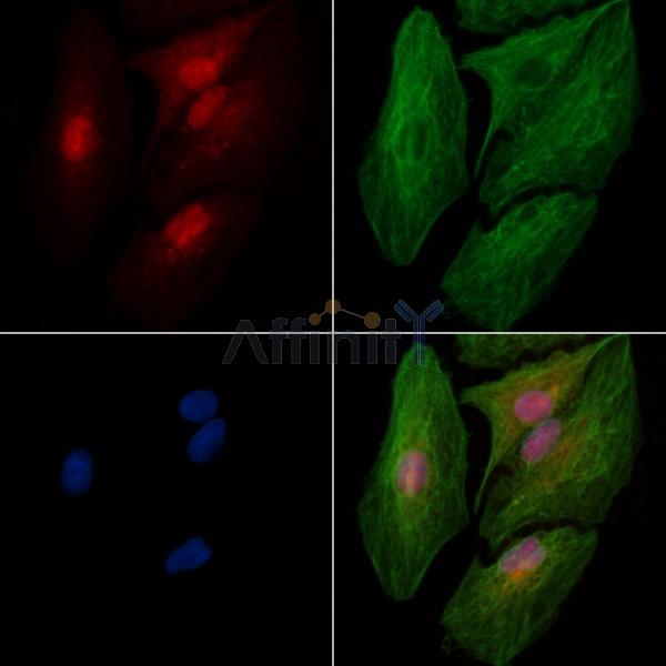 Phospho-SRPK2 (Thr492) Antibody - AF3632 staining A549 cells(heat shock treatment) by IF/ICC.