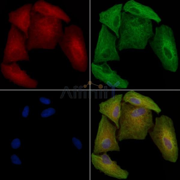 Phospho-HRH1 (Ser398) Antibody - AF3678 staining A549 cells(heat shock treatment) by IF/ICC.