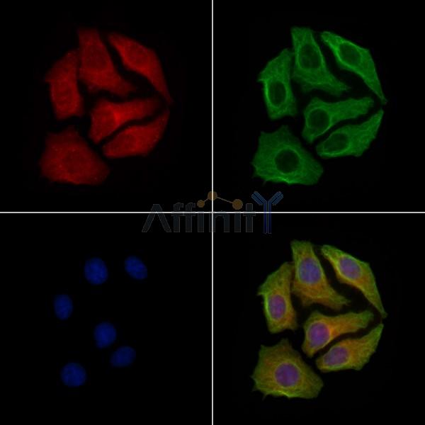 Phospho-GAP43 (Ser41) Antibody - AF3715 staining Hela cells(heat shock treatment) by IF/ICC.