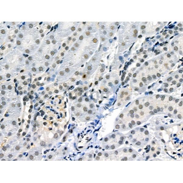 Phospho-JAK2 (Tyr1007/Tyr1008) Antibody - AF3764 at 1/100 staining Mouse kidney tissue by IHC-P.
