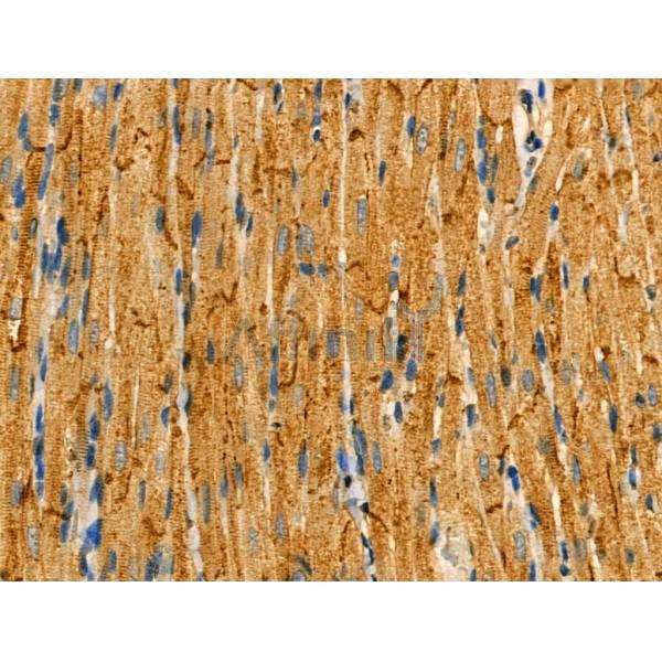 Phospho-FXYD1/PLM (Ser83) Antibody - AF3786 at 1/100 staining Rat heart tissue by IHC-P.
