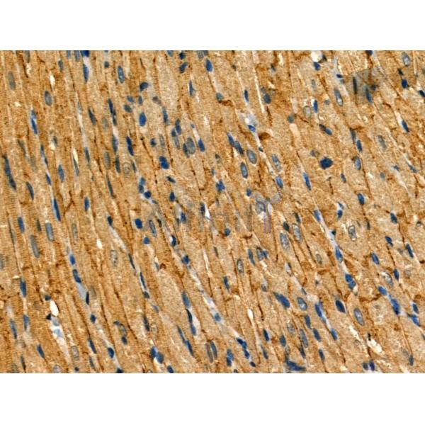 Phospho-FXYD1/PLM (Ser88/Ser89) Antibody - AF3787 at 1/100 staining Rat heart tissue by IHC-P.