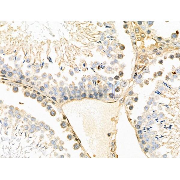 Phospho-SGK2 (Thr253) Antibody - AF3791 at 1/100 staining Rat testis tissue by IHC-P.