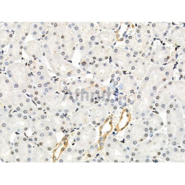 Phospho-RSK1 p90 (Thr348) Antibody - AF3811 at 1/100 staining Rat kidney tissue by IHC-P.