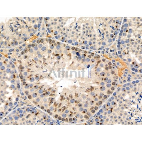 Phospho-53BP1 (Thr543) Antibody - AF3817 at 1/100 staining Mouse testis tissue by IHC-P.