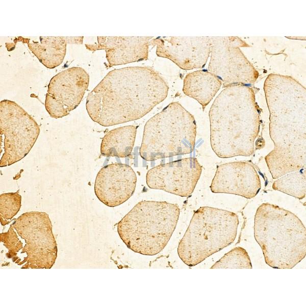 Phospho-MLC2 (Ser19) Antibody - AF3829 at 1/100 staining Mouse muscle tissue by IHC-P.