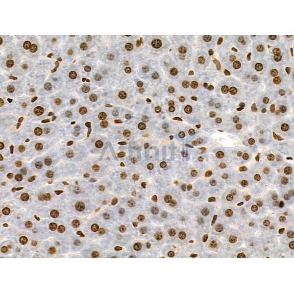 Phospho-AIRE (Ser156) Antibody - AF3841 at 1/100 staining Mouse liver tissue by IHC-P.