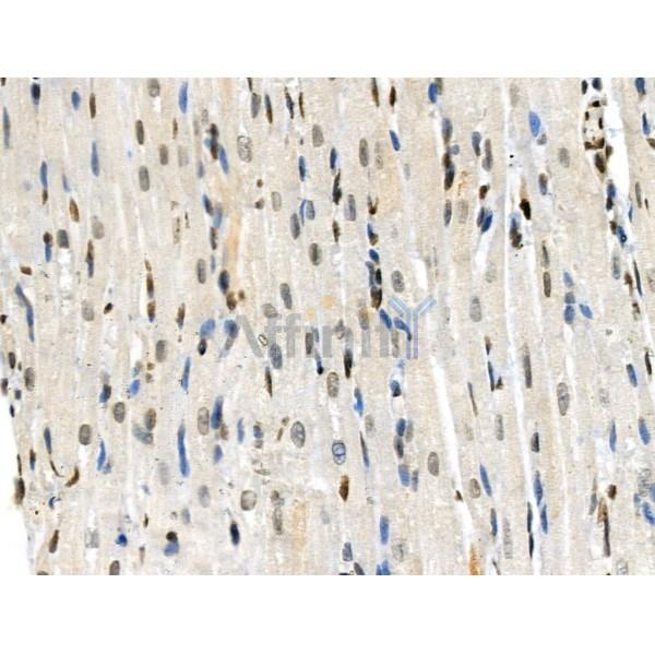 Phospho-AIRE (Ser156) Antibody - AF3841 at 1/100 staining Rat heart tissue by IHC-P.